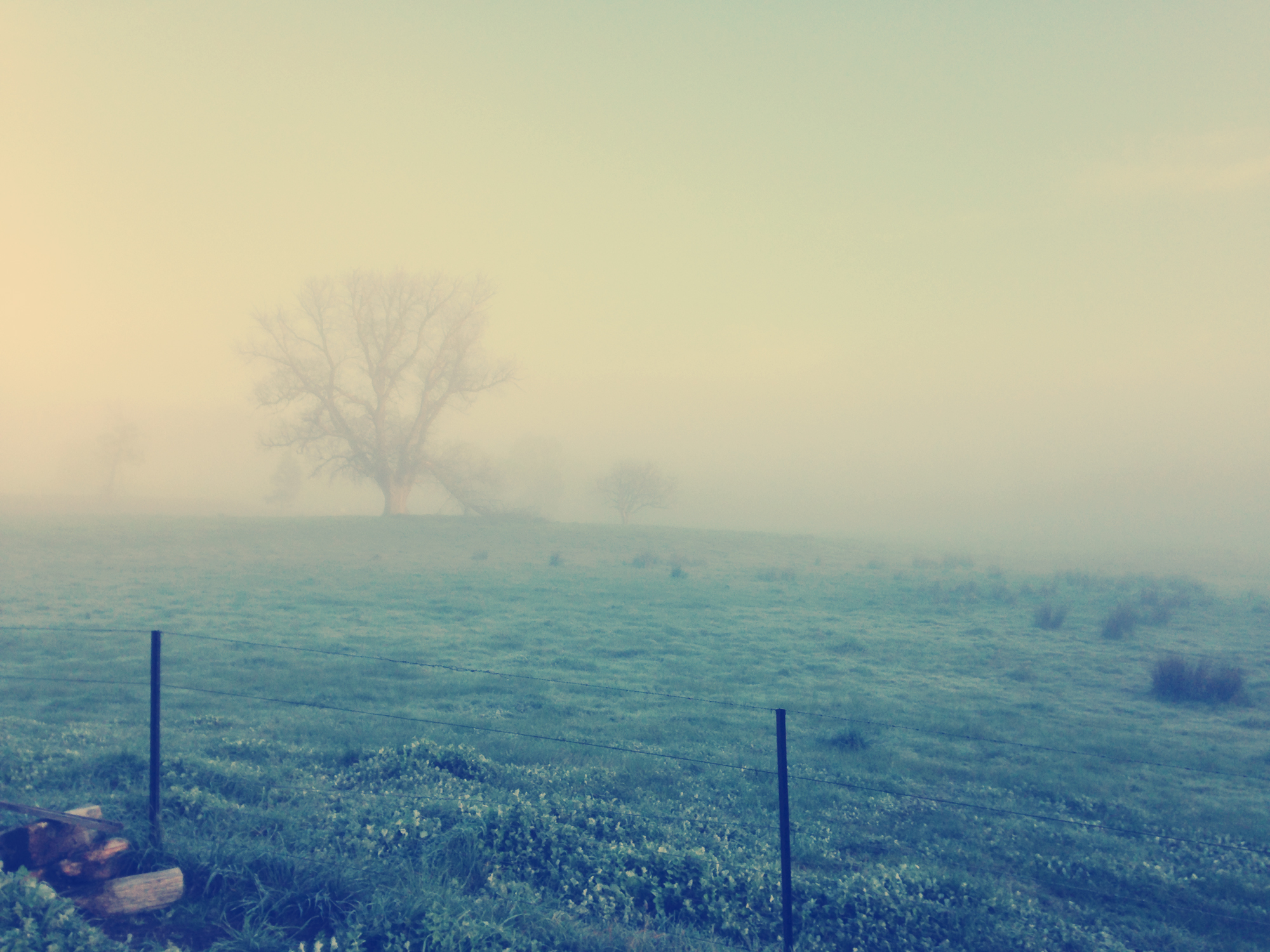 Nashville; Photography; Landscape; Rural; Country; Countryside; Dawn; Morning; Mist