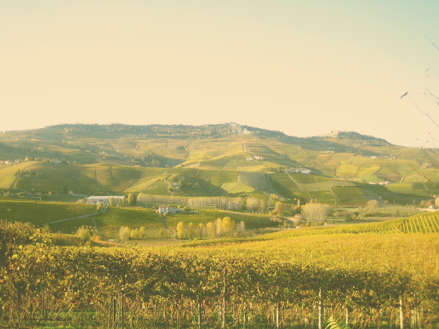 Italy; Piemonte; vineyard; winery; wine; travel